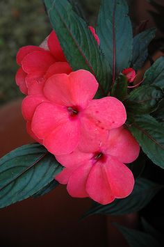 a pink flower with green leaves on the top and bottom is in front of a potted plant