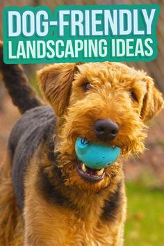 a dog holding a ball in its mouth with the words dog - friendly landscaping ideas above it