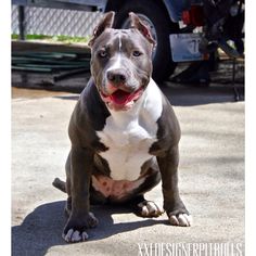 a brown and white dog sitting on the ground next to a truck with it's tongue hanging out