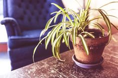 a potted plant sitting on top of a wooden table next to a blue chair