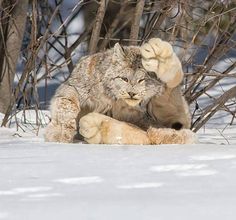 a canada lynx looking at the size of those paws wild world quote by weirdworldista