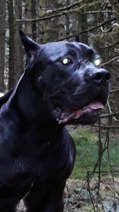 a black dog with green eyes sitting in the woods