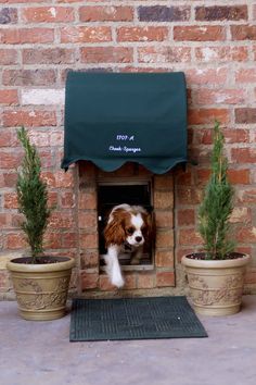 a small dog is sticking its head out of a window in a brick wall with potted plants