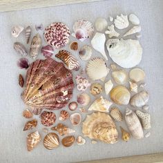 various seashells are arranged on a white mat in a wooden frame with linen backing