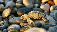 a baby turtle is sitting on some rocks and gravel in the sun, with it's head turned to the side