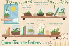 an illustrated guide to growing and caring indoor plants in pots on the shelf above them