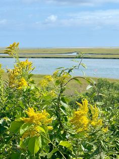 yellow flowers are growing in the foreground with water in the background on a sunny day