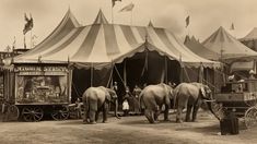 old photograph of a circus tent and elephants Background Circus Pictures, Circus Man, Elephant Background, Old Circus, Circus Sideshow, Halloween Board, Picture Background, Circus Elephant, Circus Tent