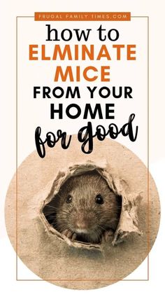 a rodent peeking out from its hole with the words how to eliminate mice from your home for good