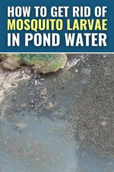 how to get rid of mosquito larvae in pond water - book cover image