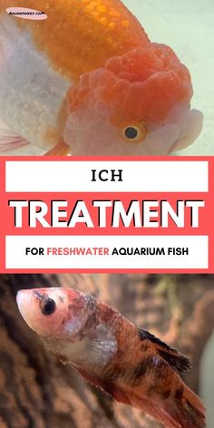 an aquarium with goldfish in it and the words ich treatment for fresh water aquarium fish