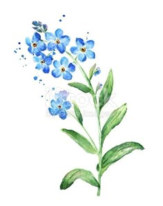 watercolor painting of blue flowers with green leaves on a white background, hand drawn