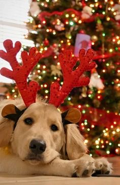 a dog laying on the floor with reindeer antlers on its head in front of a christmas tree