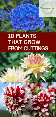 flowers that grow from cuttings with the title 10 plants that grow from cuttings