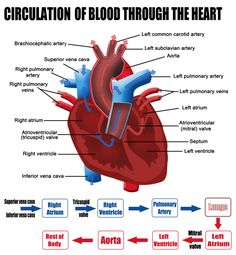 an image of the heart with labels on it and other parts labeled in red text