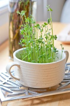 a white bowl filled with green plants on top of a wooden table