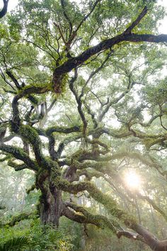 an old tree with moss growing on it's branches in the sunbeams