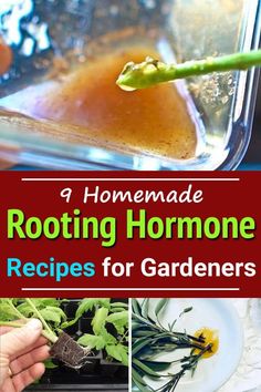 homemade rooting hormone recipes for gardeners