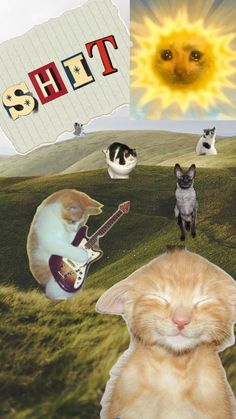 an image of cats playing guitar in the field with sun and sky behind them as if it were collaged together