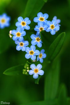 small blue flowers with yellow centers on green leaves