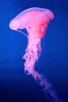 a pink jellyfish floating in the water