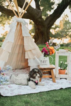 a dog laying on a blanket in front of a teepee with flowers and potted plants