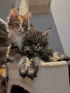 two kittens sitting on top of a cat bed next to each other in the sun