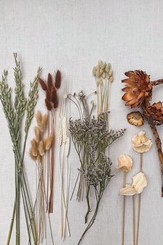 several dried flowers are arranged on a white surface