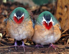 two small birds sitting on top of a tree branch