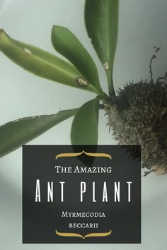 the amazing ant plant in myymecoidia becaarii, with text overlay