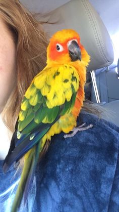 a yellow and green parrot sitting on the back of a woman's shoulder in a car