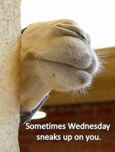 a camel is poking its head through the corner of a wall and it's saying, sometimes wednesday sneaks up on you