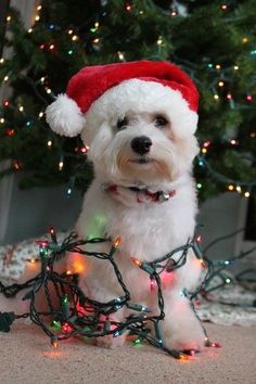 a small white dog wearing a red santa hat with christmas lights around it's neck