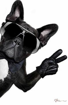 a black and white dog with sunglasses on it's face