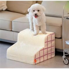 a small white dog standing on top of a piece of furniture