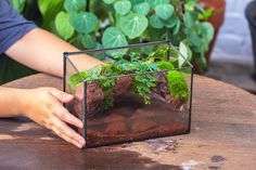 a person's hand is holding a small glass box with plants in it on top of a wooden table