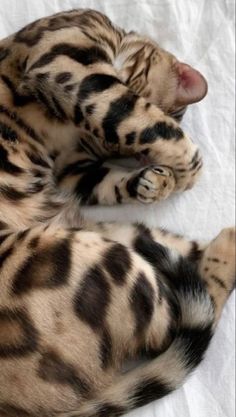 a brown and black spotted cat laying on top of a white sheet with its eyes closed