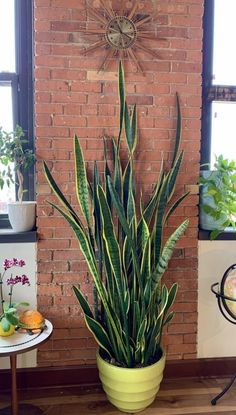 a large potted plant in front of a brick wall