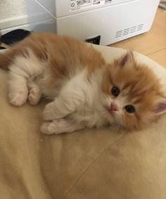 an orange and white kitten laying on top of a bed