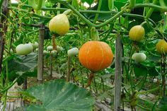 pumpkins growing on the vine in an organic garden