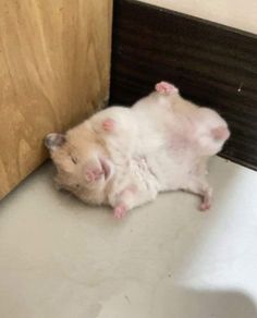 a small hamster is laying on the floor next to a wooden door and wall