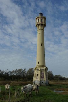 cows grazing in front of a light house