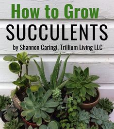 the cover of how to grow succulents by simon caring, trillium living