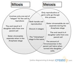 two vennuous circles with words describing the differences between homo and homo homo homo homo homo