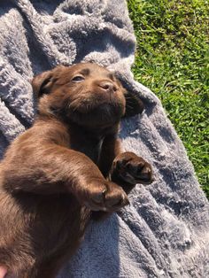 puppy Chocolate Lab Puppies Aesthetic, Brown Lab Puppy, Chocolate Lab Puppy, Cute Small Animals, Very Cute Dogs, Grey Dog