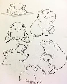 a drawing of hippopotamus and other animals in various poses on a sheet of paper