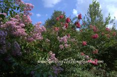 pink flowers are blooming on the trees in the garden, with blue sky and clouds behind them