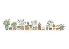 a row of potted plants sitting next to each other on top of a white wall