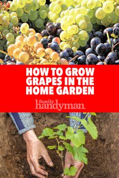 the cover of how to grow grapes in the home garden by family handyman, with hands holding a plant