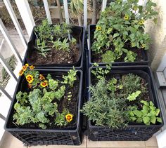 four plastic containers filled with plants sitting on a porch